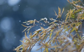 立冬吃什么？5种适合立冬节气吃的食物推荐，抵抗力杠杠的 